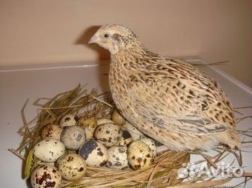 Перепелинное яйцо купить на Зозу.ру - фотография № 3