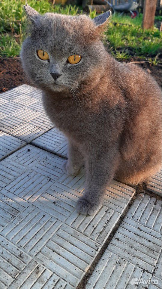 Британская кошка купить на Зозу.ру - фотография № 1