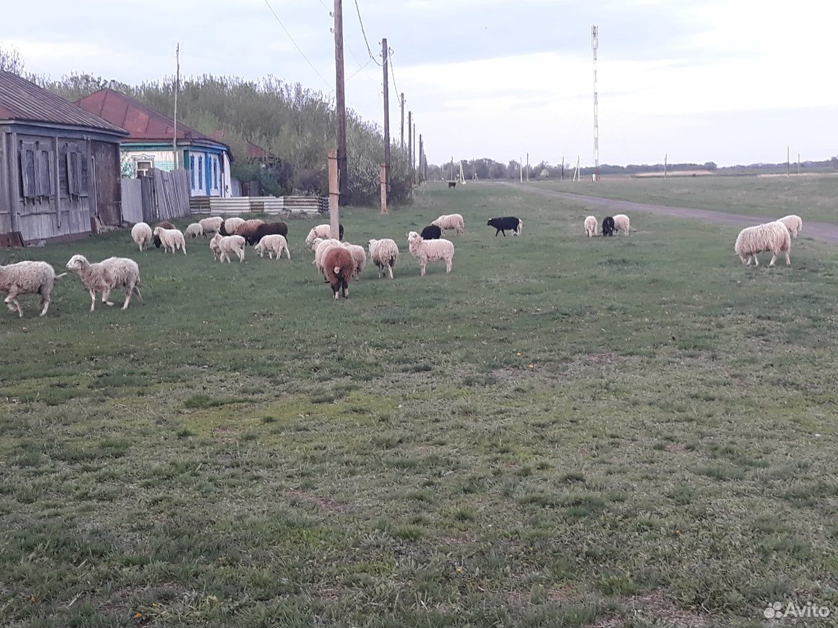 Продам овец купить на Зозу.ру - фотография № 5