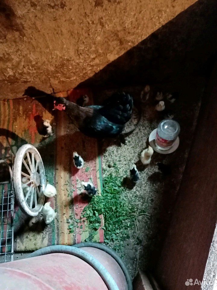Квочка с цыплятами купить на Зозу.ру - фотография № 1