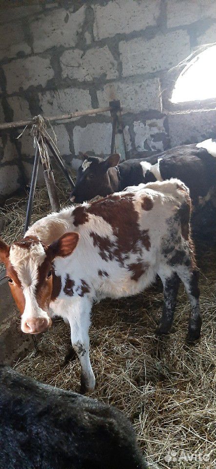 Телочки от высокоудойных коров купить на Зозу.ру - фотография № 1