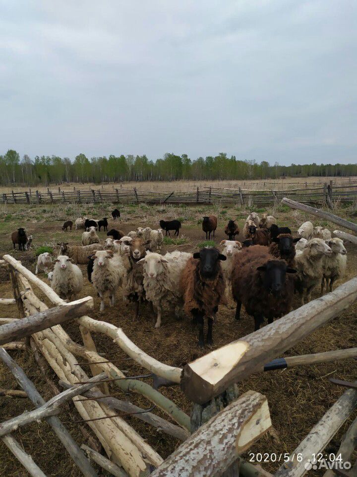 Продам овец, ягнят купить на Зозу.ру - фотография № 1