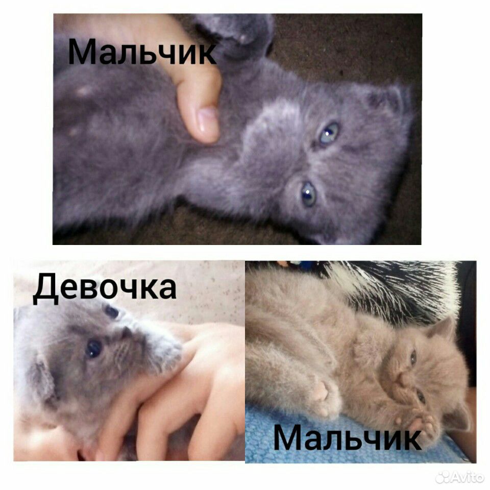Продам британских котят купить на Зозу.ру - фотография № 7