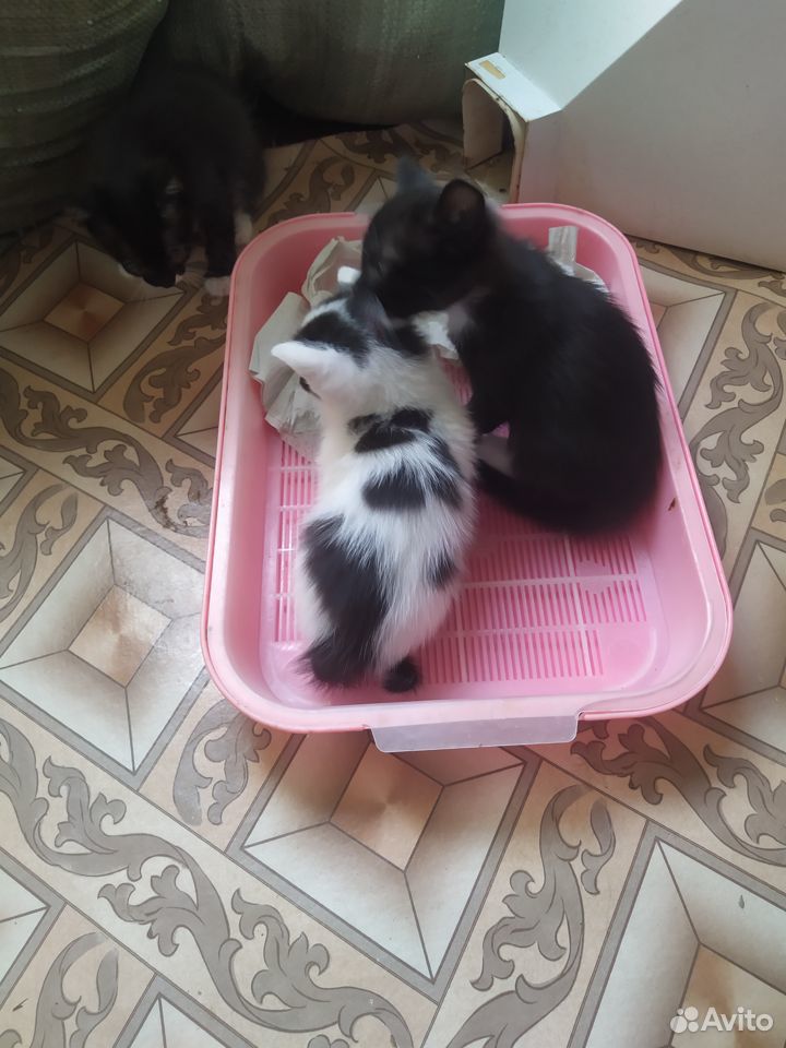 Кошечки и котята купить на Зозу.ру - фотография № 3
