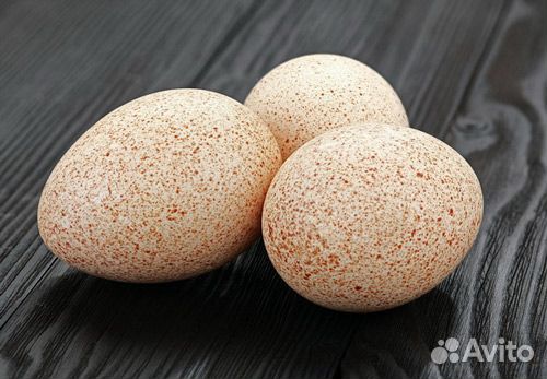 Яйца индюшинные для инкубации купить на Зозу.ру - фотография № 1