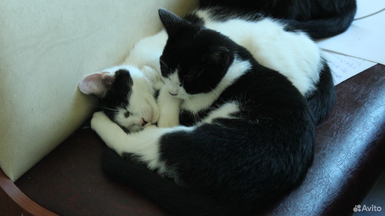 Черные и черно-белые котята, отдам купить на Зозу.ру - фотография № 6
