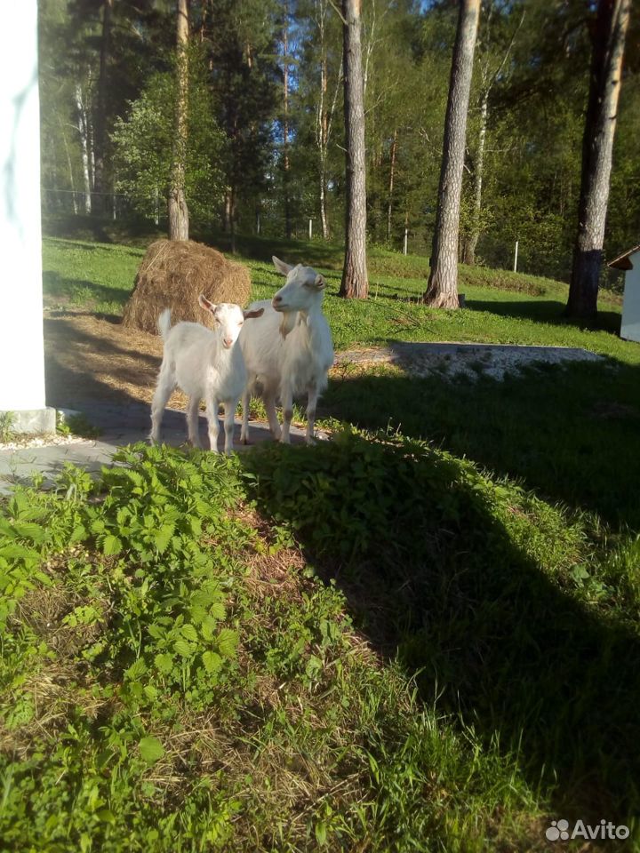 Продам дойных коз, козлят купить на Зозу.ру - фотография № 1