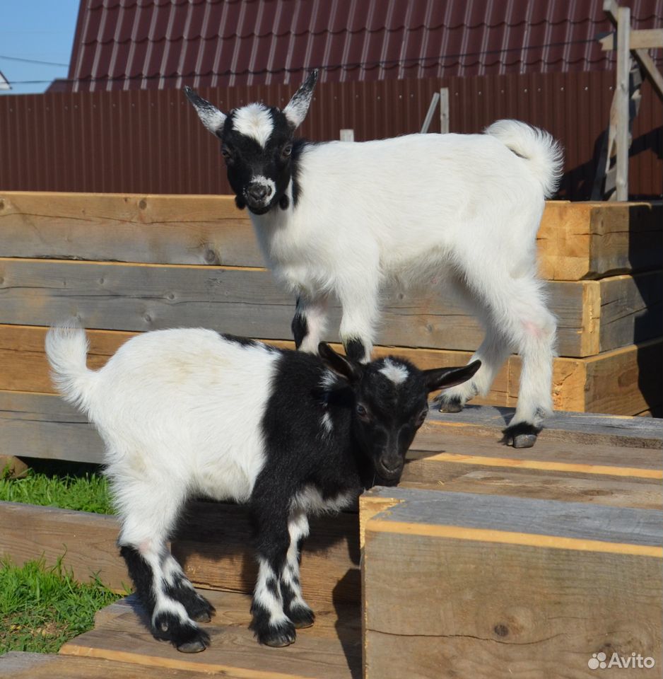 Камерунские козы чистопородные купить на Зозу.ру - фотография № 3