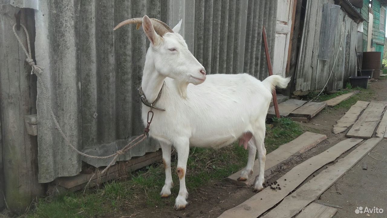 Продам породистую козу купить на Зозу.ру - фотография № 1