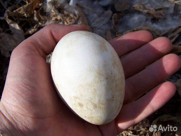 Гусиные инкубационные яйца купить на Зозу.ру - фотография № 1