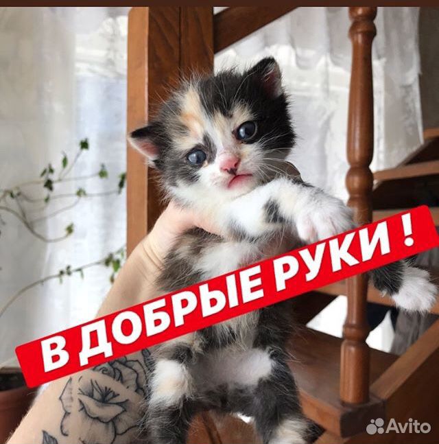 Котяточки купить на Зозу.ру - фотография № 2