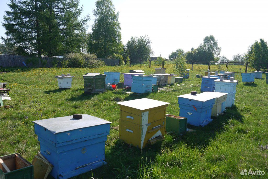 Пчелосемьи, пчелы купить на Зозу.ру - фотография № 1