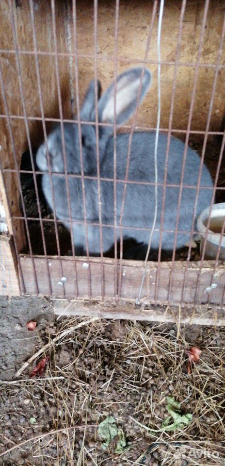 Продаю кроликов с клеткой купить на Зозу.ру - фотография № 3