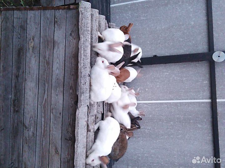 Кролики разные купить на Зозу.ру - фотография № 3