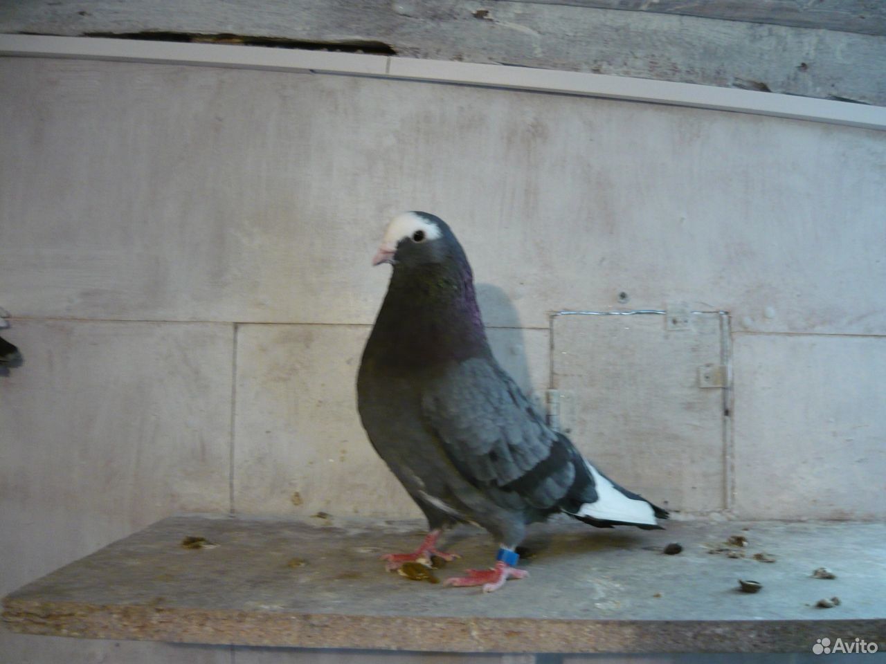 Продам голубей купить на Зозу.ру - фотография № 2