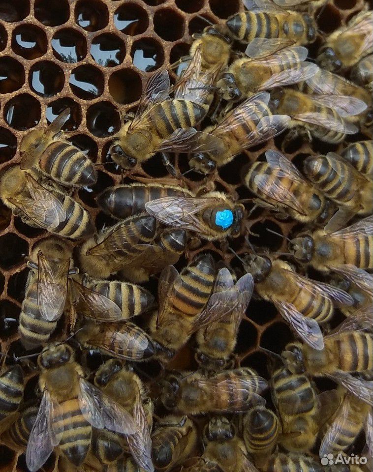 Матка пчелиная купить на Зозу.ру - фотография № 1