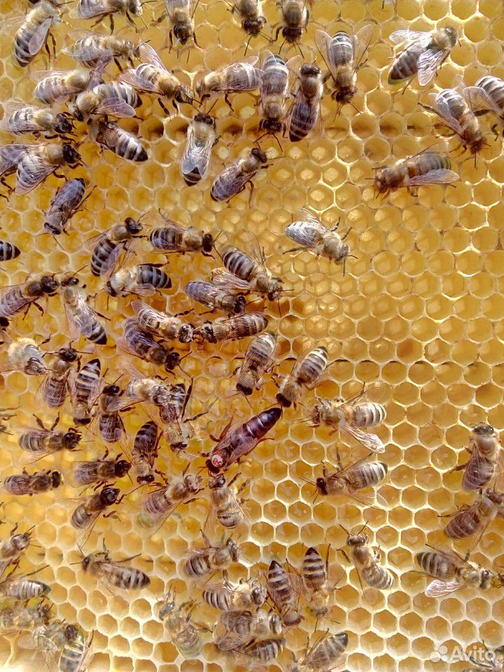 Пчеламатка,Карника Ф1 купить на Зозу.ру - фотография № 1