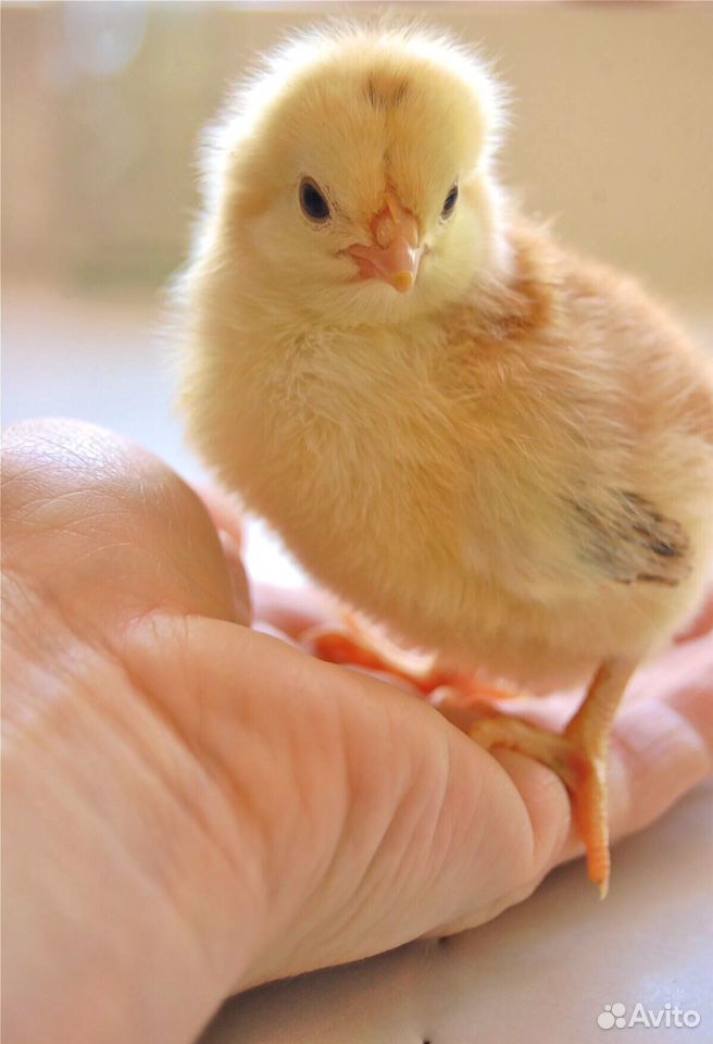 Цыпленок Разная порода Си вопросы обращайтесь по т купить на Зозу.ру - фотография № 2