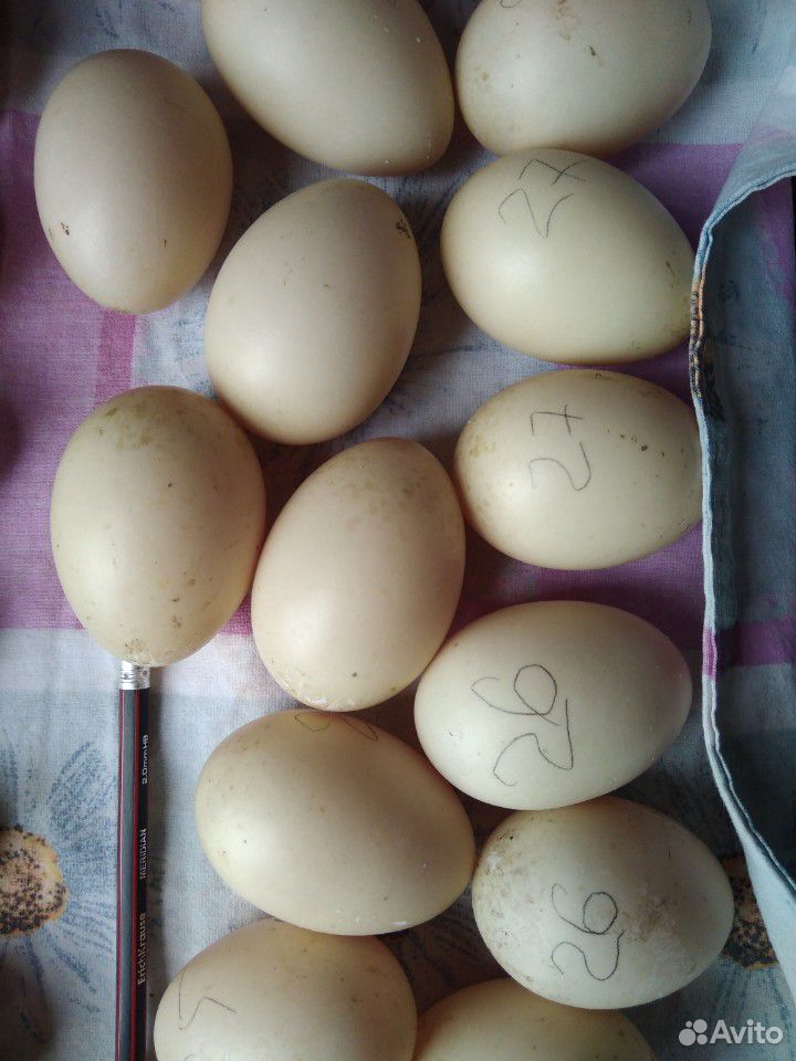 Яйцо инкубационое индоутки купить на Зозу.ру - фотография № 1