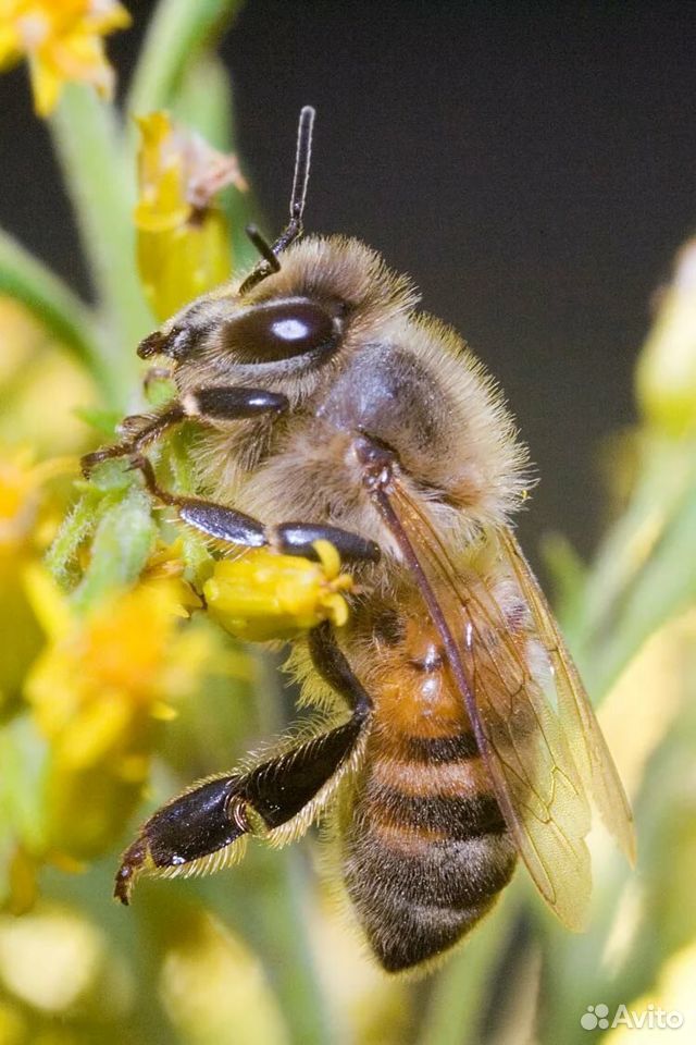 Продам пчел купить на Зозу.ру - фотография № 1