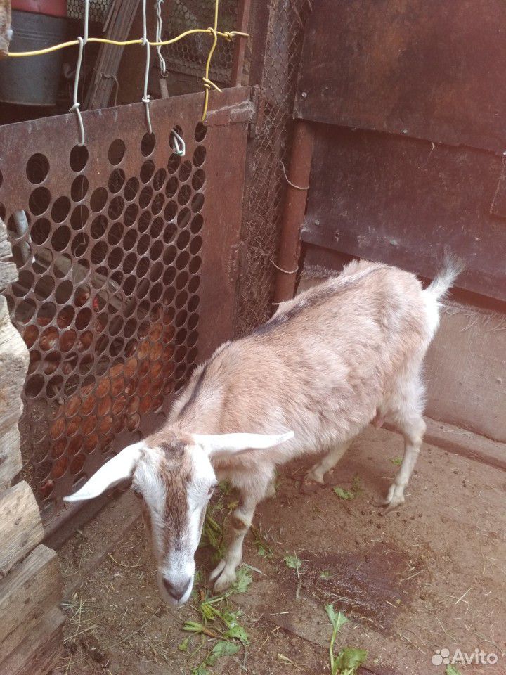 Продаются две 1.5 годовалые козы.Все вопросы по те купить на Зозу.ру - фотография № 1