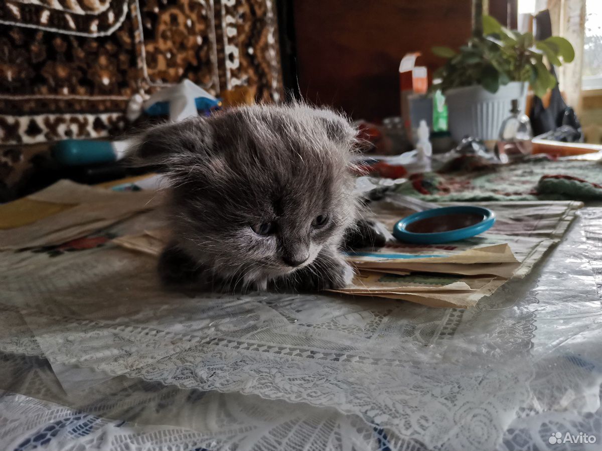 Продам котят купить на Зозу.ру - фотография № 7