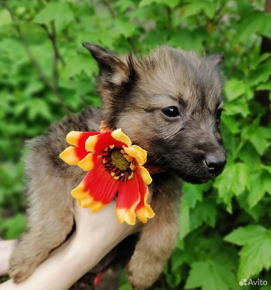 Маленькая собачка в дар купить на Зозу.ру - фотография № 2