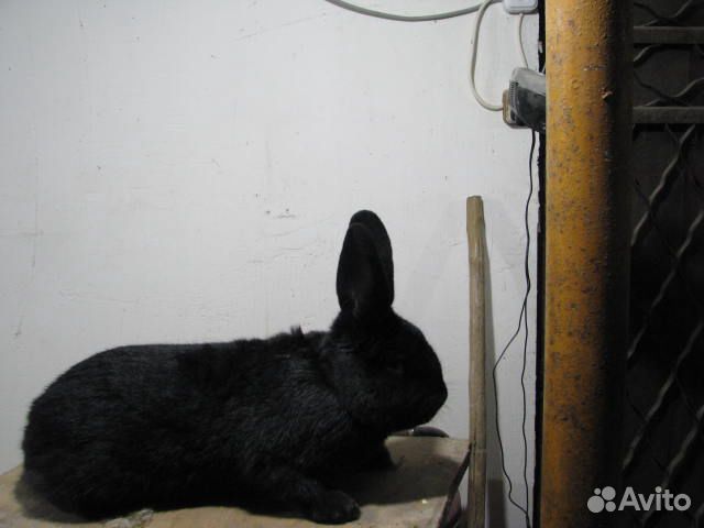 Продам кроликов живым весом купить на Зозу.ру - фотография № 7