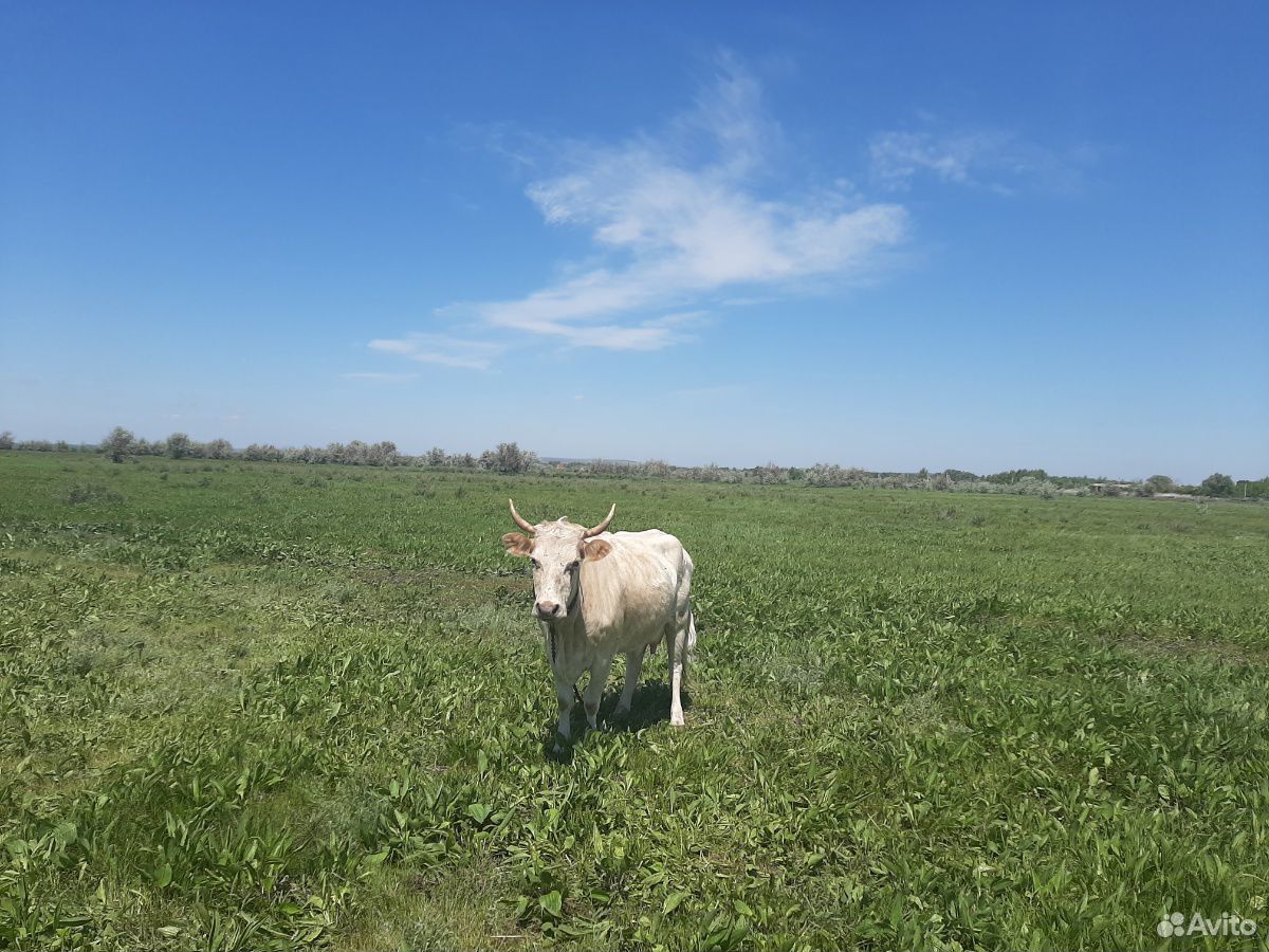 Корова с телочкой купить на Зозу.ру - фотография № 1