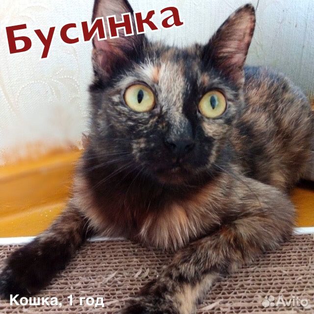 Трехшерстная молодая кошка купить на Зозу.ру - фотография № 1