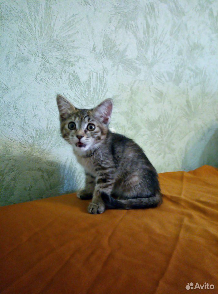 Котёнок ищет добрые ручки купить на Зозу.ру - фотография № 2