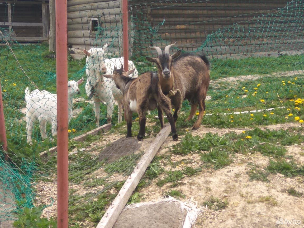 Камерунские козы купить на Зозу.ру - фотография № 4