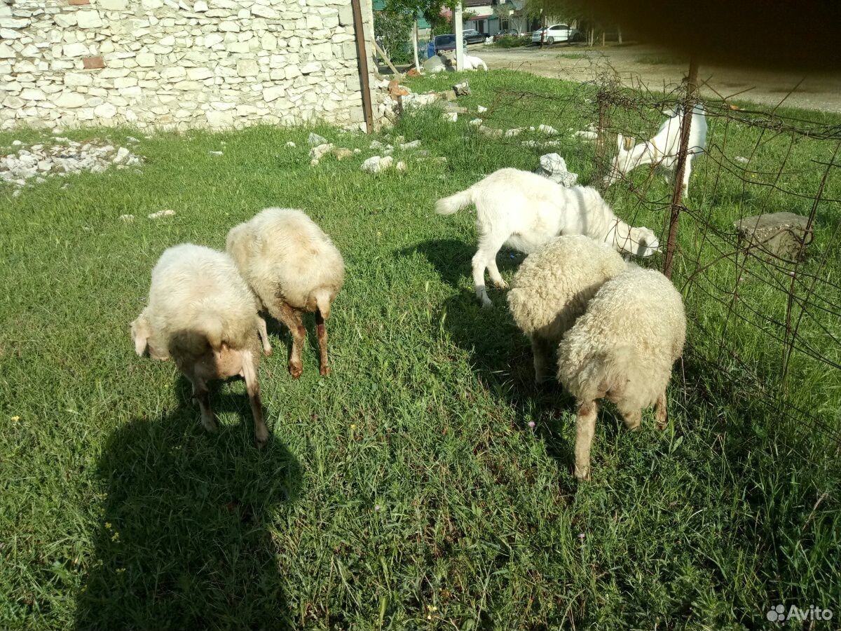 Овцематки с ягнятами и козы купить на Зозу.ру - фотография № 1