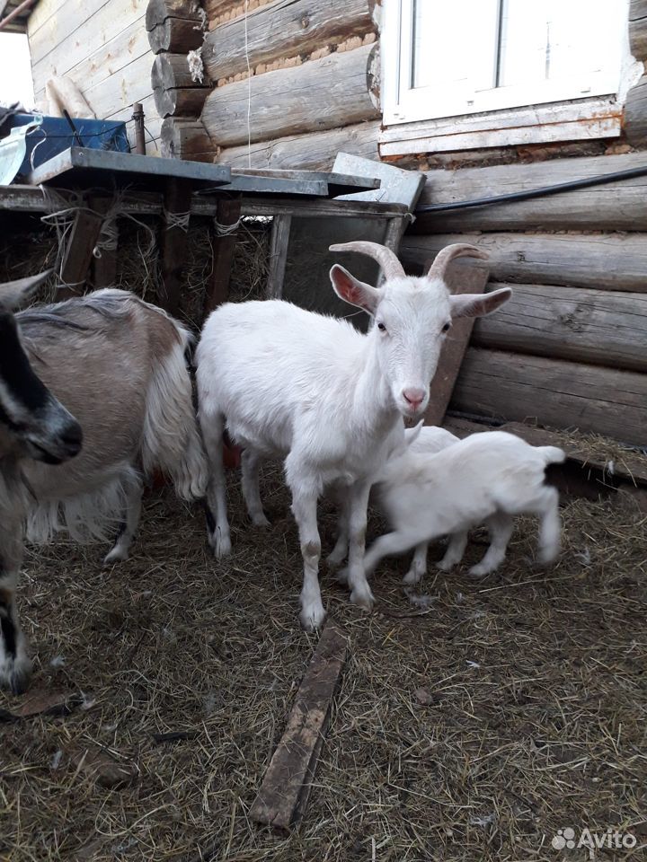 Продам козу с козлёнком купить на Зозу.ру - фотография № 1