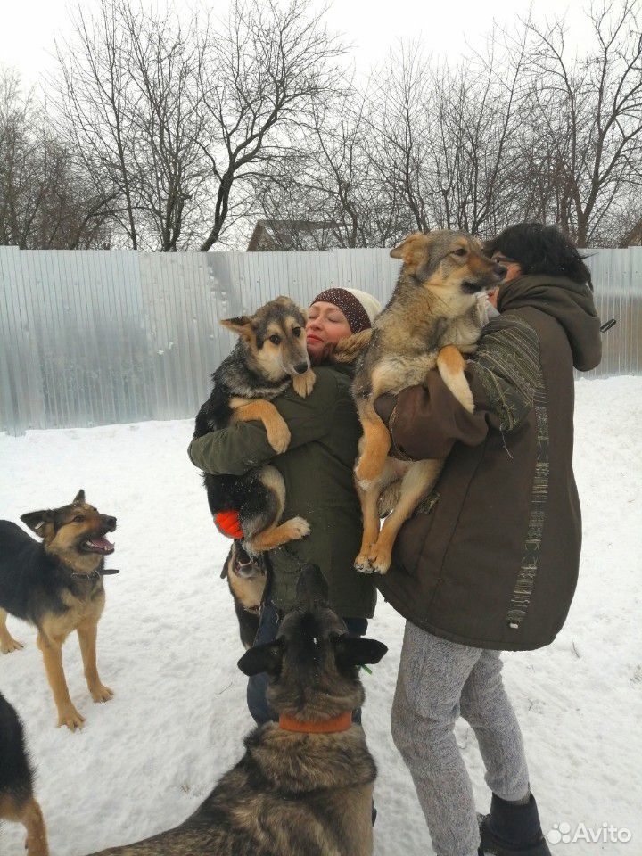 Собака в поисках дома купить на Зозу.ру - фотография № 3