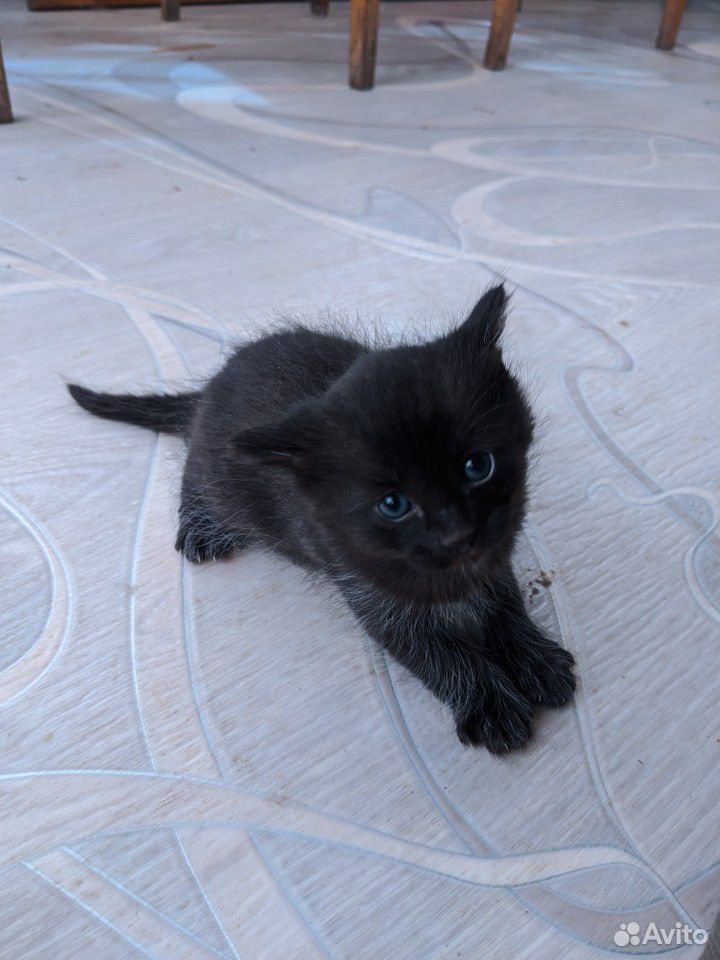 Котенок метис 1 месяц купить на Зозу.ру - фотография № 2