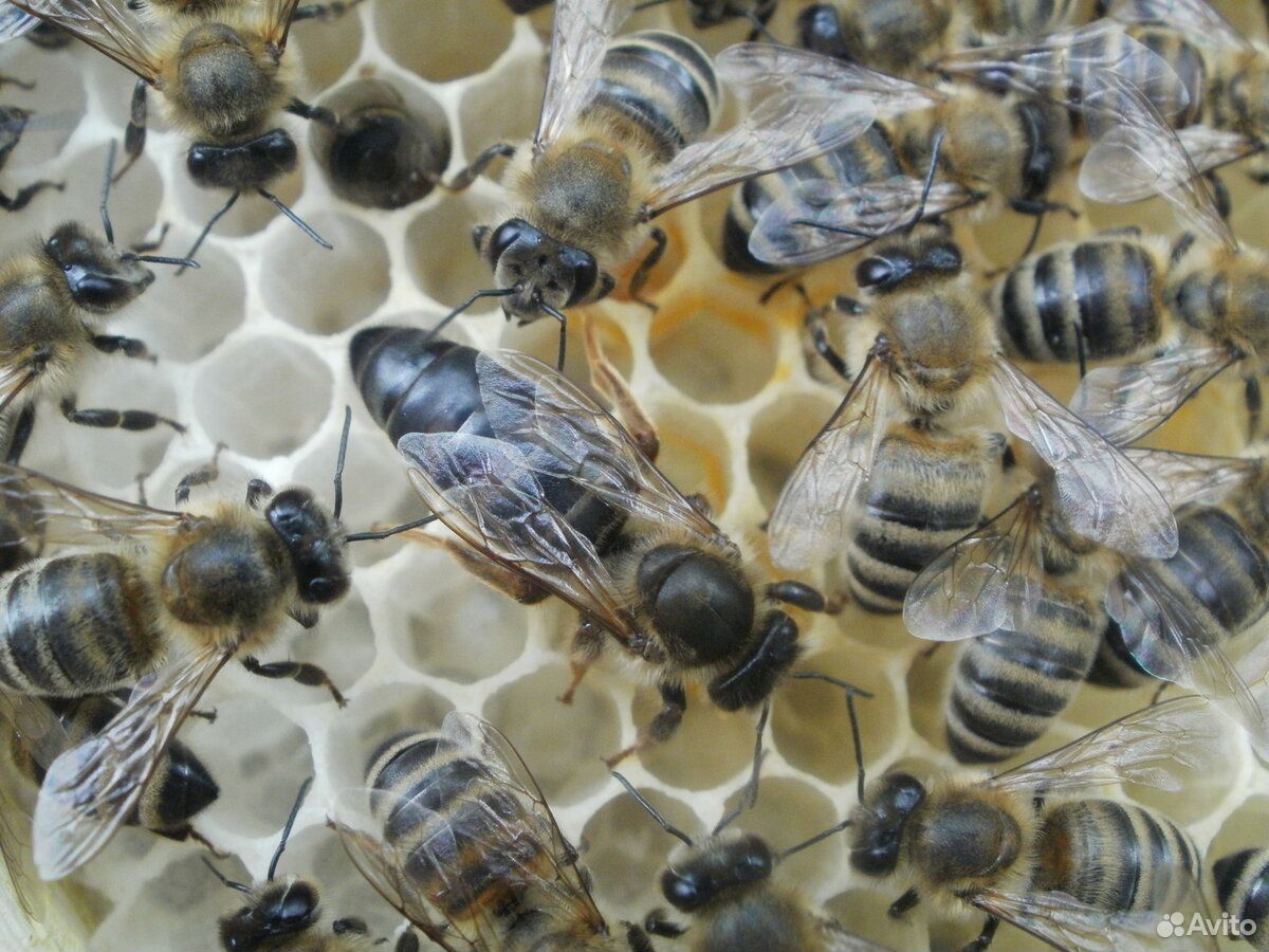 Пчеломатка купить на Зозу.ру - фотография № 1