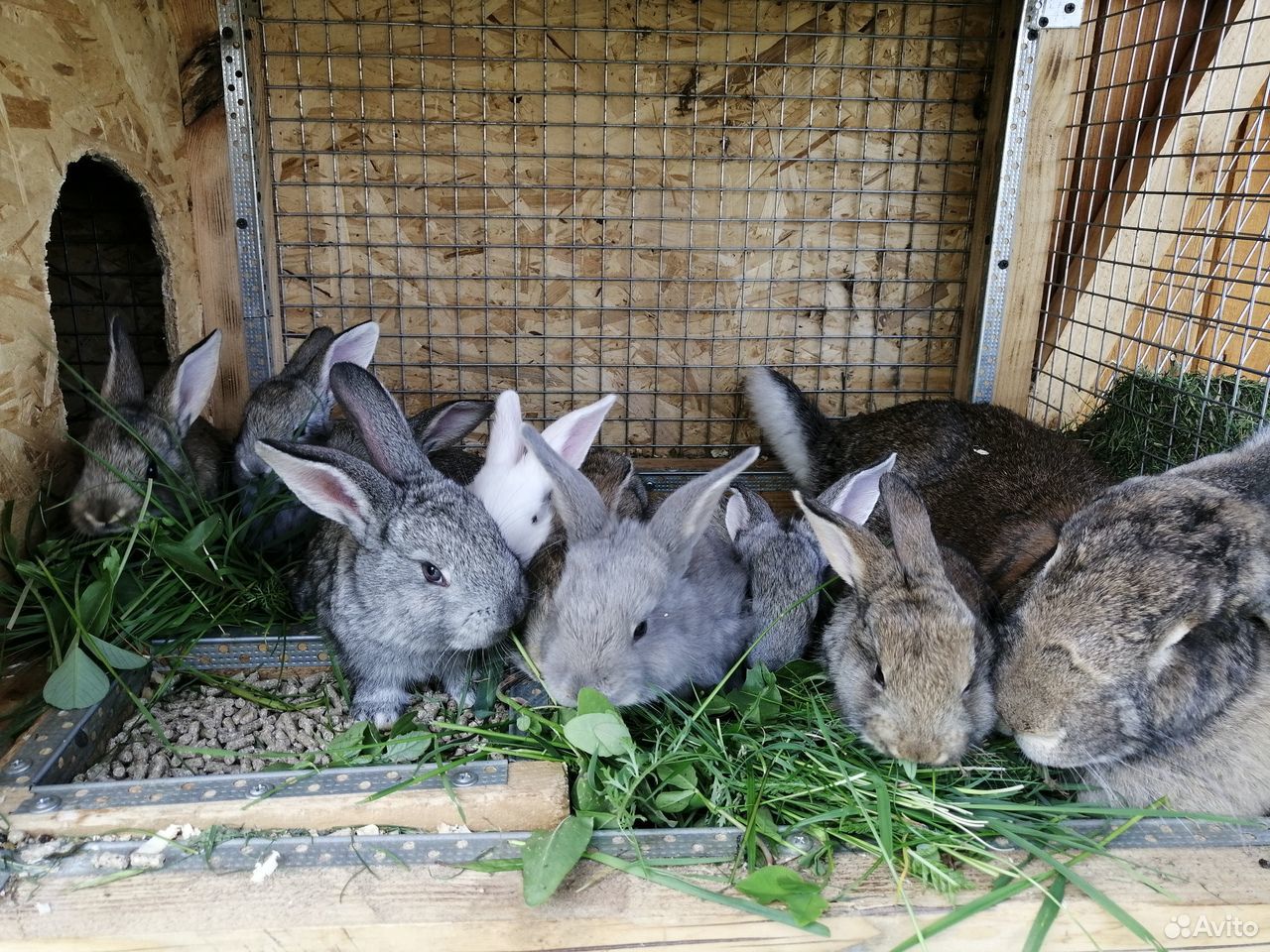 Купить кроликов в воронежской области. Продажа кроликов. Кролики Воронежская область авито продажа.