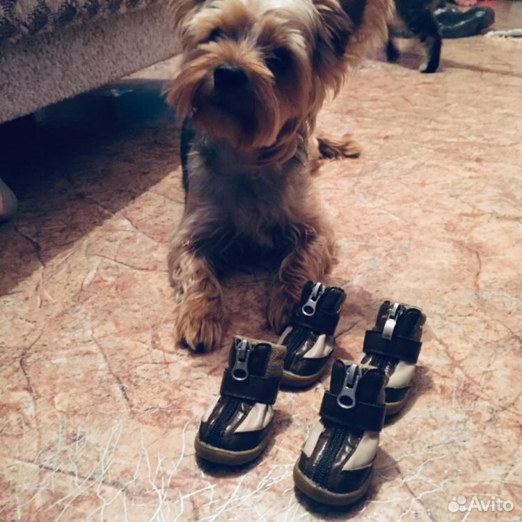 Ботиночки для собачки купить на Зозу.ру - фотография № 2