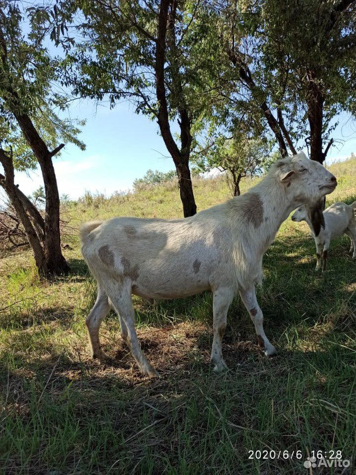 Нубийский козёл,козы,козлята купить на Зозу.ру - фотография № 2