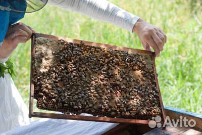 Продаются пчелиные отводки купить на Зозу.ру - фотография № 1