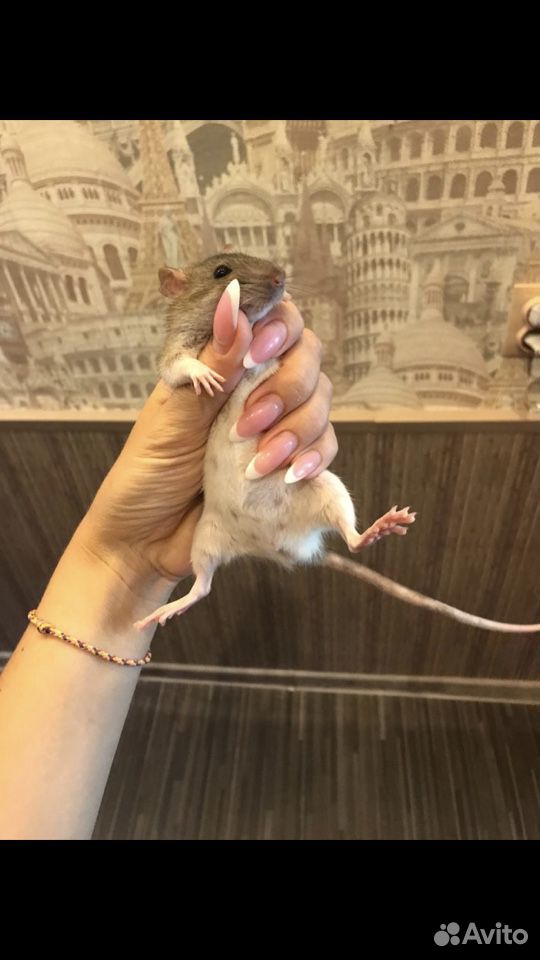 Крысята крыса купить на Зозу.ру - фотография № 3