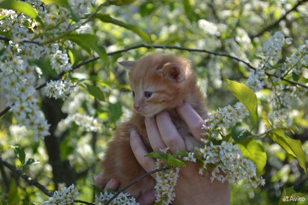 Красивые котята купить на Зозу.ру - фотография № 4