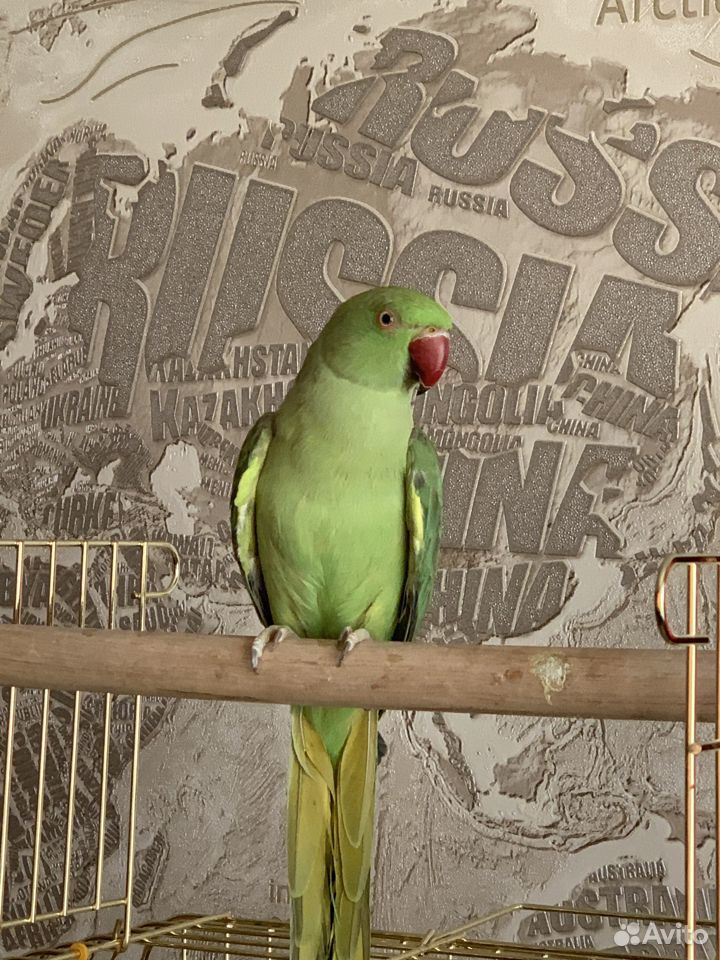 Ожереловый попугай купить на Зозу.ру - фотография № 5