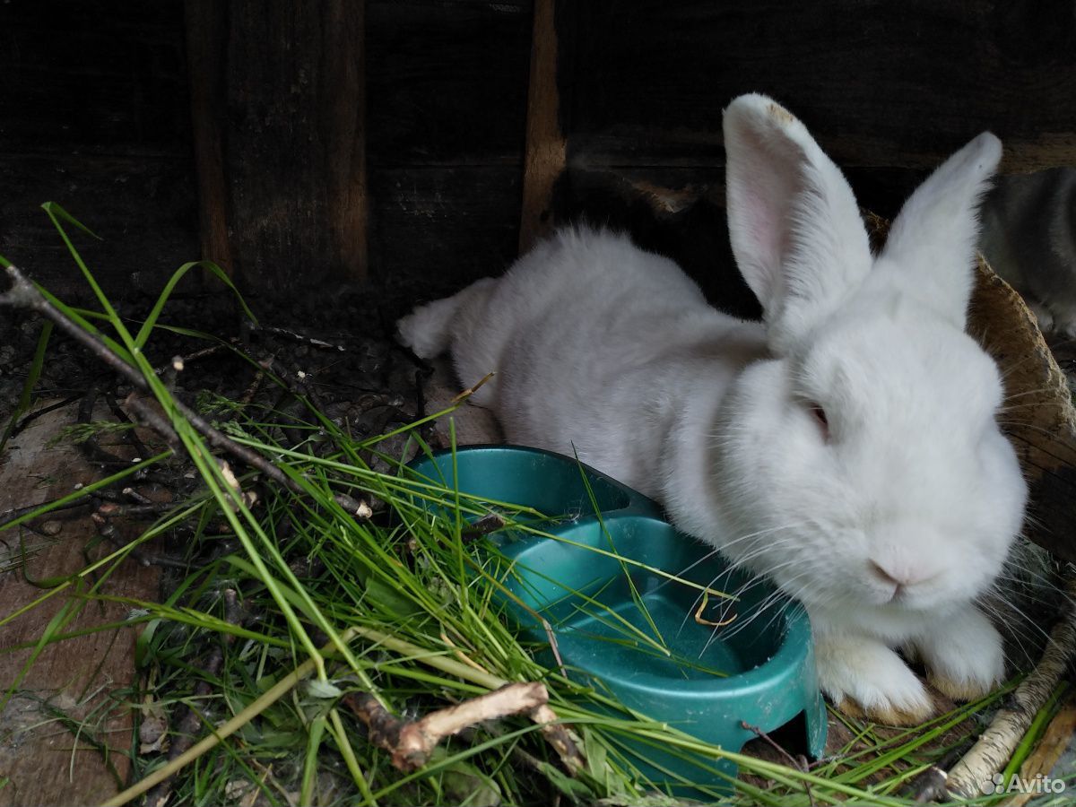 Кролики новозеландские белые купить на Зозу.ру - фотография № 4