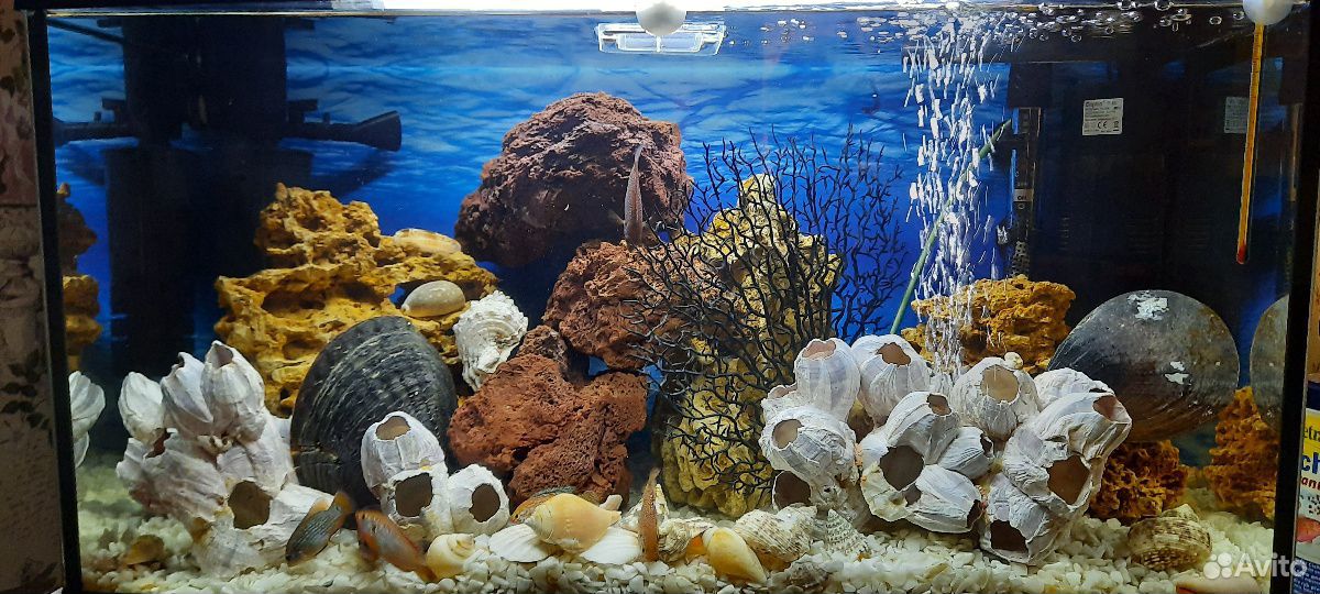 Большой аквариум. Псевдоморе купить на Зозу.ру - фотография № 1