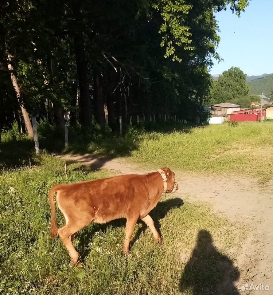 Продам корову и телочку купить на Зозу.ру - фотография № 4
