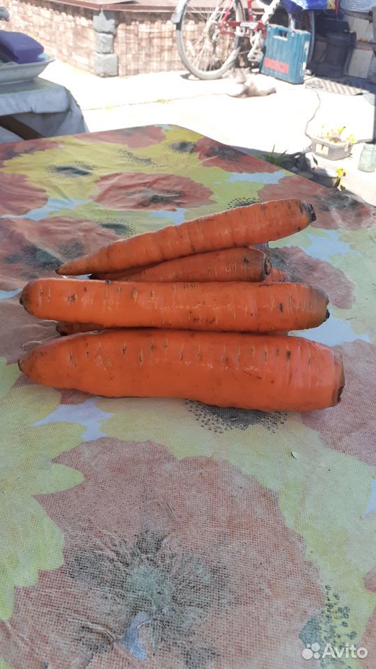 Продам морковь с домашнего огорода купить на Зозу.ру - фотография № 1