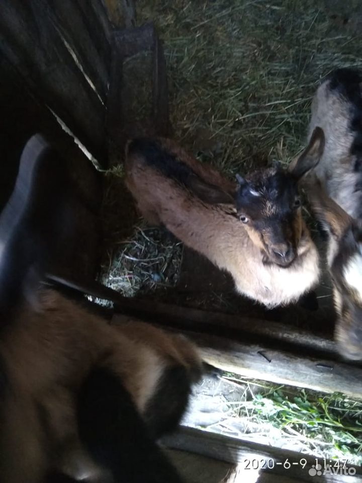 Продаются козлята от дойной козы купить на Зозу.ру - фотография № 2