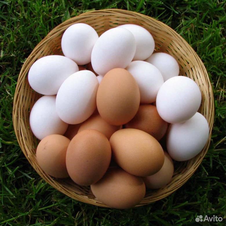 Куриные яйца от своих курочек купить на Зозу.ру - фотография № 2